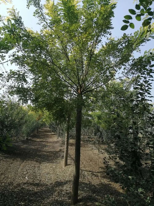 恭喜鄆城縣華澤苗木種植場入駐苗木通 山東李全啟 精品國槐專供